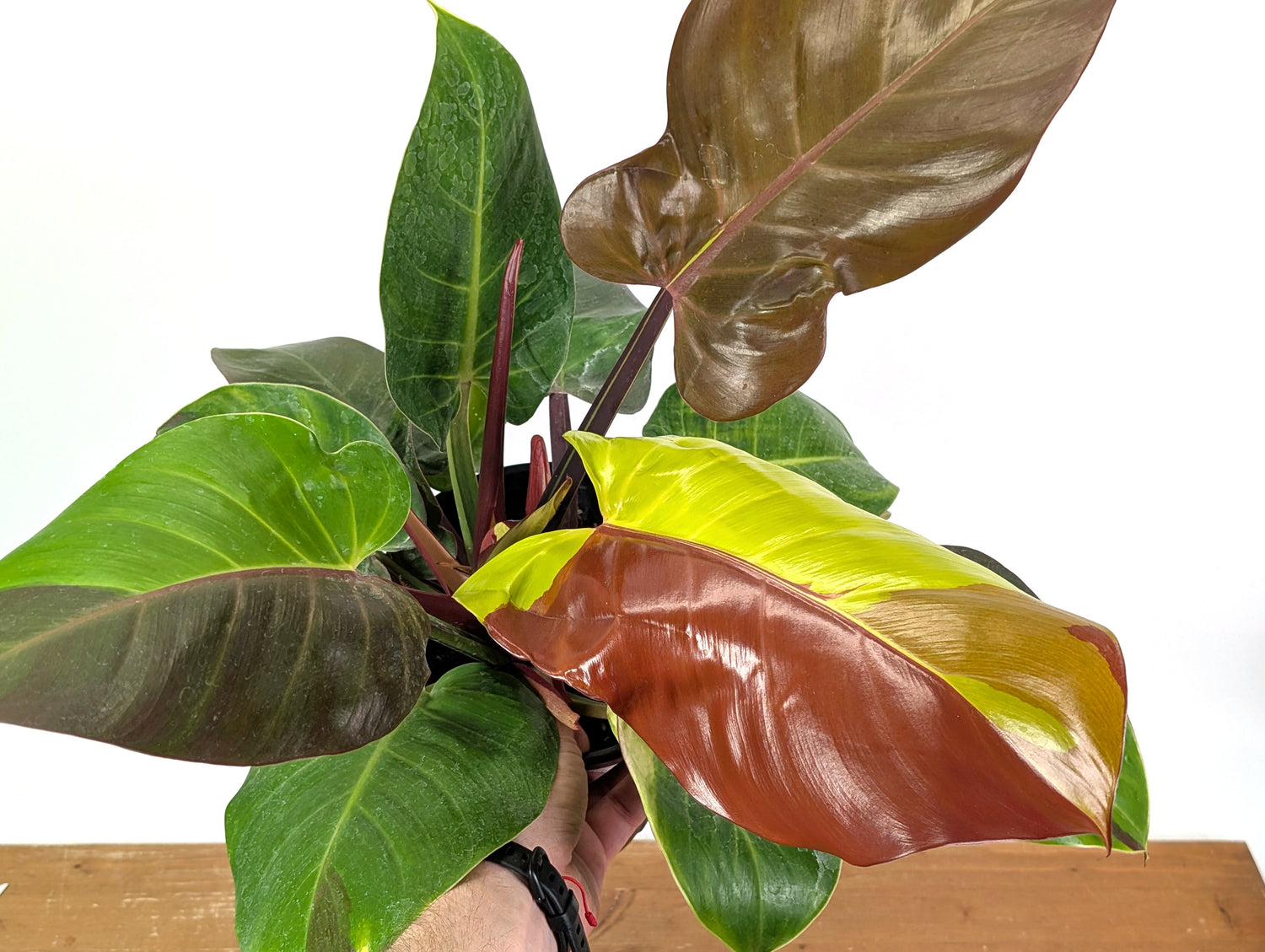Philodendron Yellow Flame - Exact Plant 