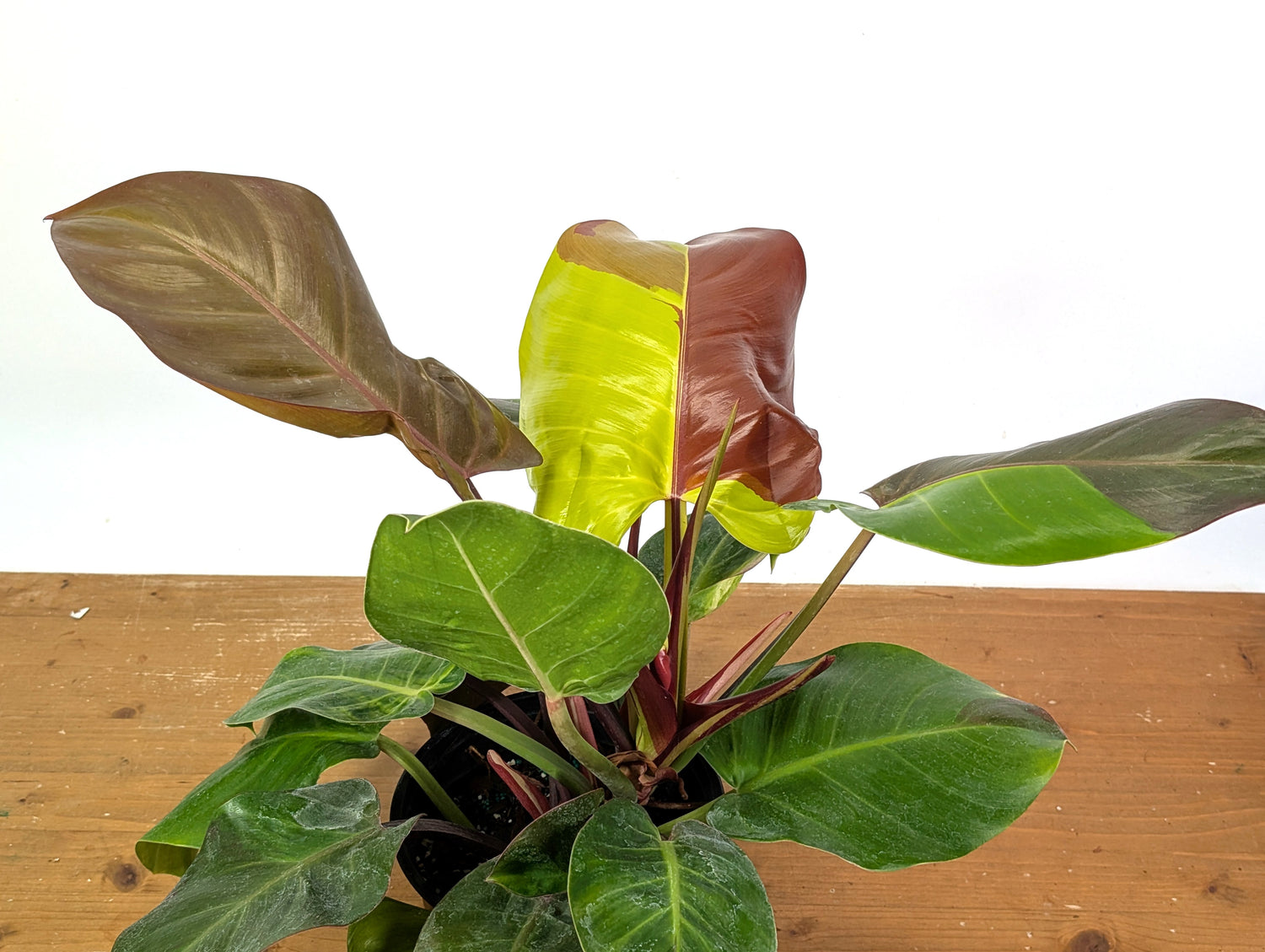 Philodendron Yellow Flame - Exact Plant 