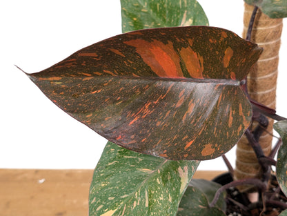 Philodendron Orange Princess Marble - Exact Plant 