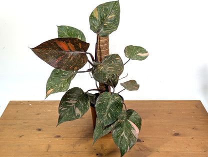 Philodendron Orange Princess Marble - Exact Plant 