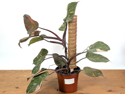 Philodendron Orange Princess Marble - Exact Plant 