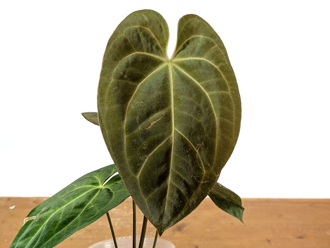 Anthurium Crystallinum x Papillilaminum