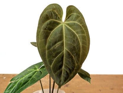 Anthurium Crystallinum x Papillilaminum