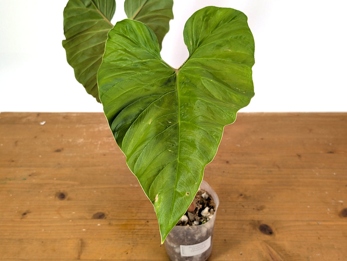 Philodendron Serpens x Verrucosum