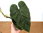 Philodendron Serpens x Verrucosum