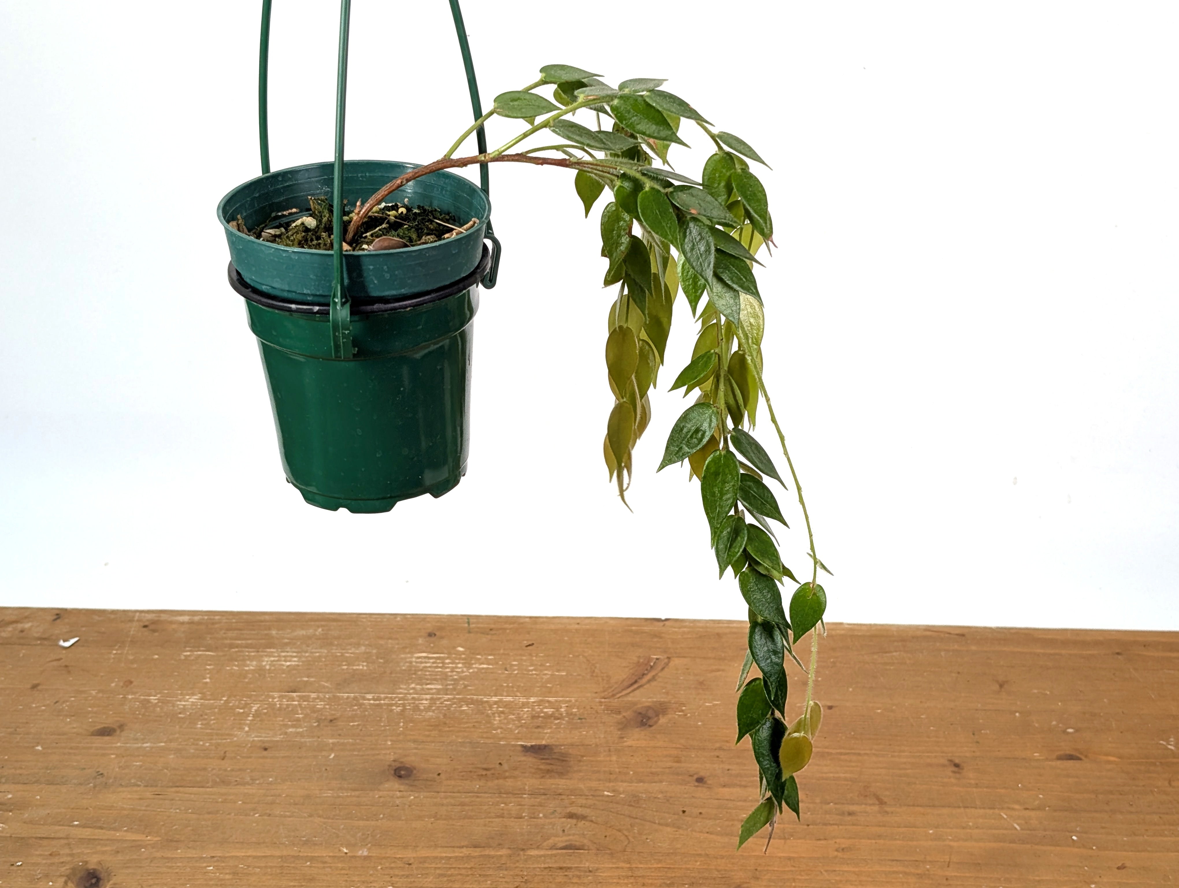 Ceratostema Loucianae 'Villosa' – Plantamani Plants