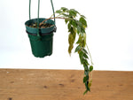 Ceratostema Loucianae 'Villosa'