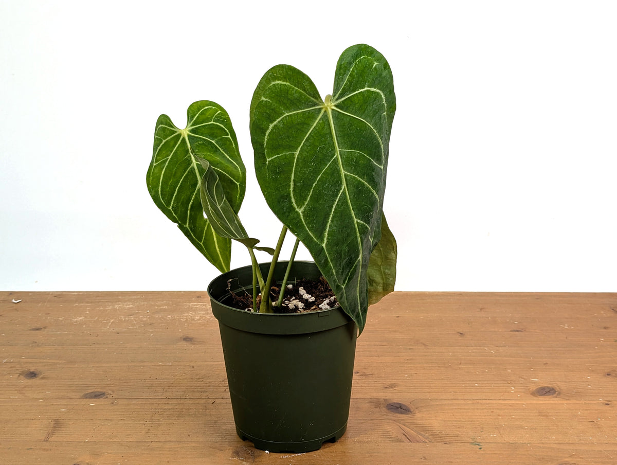 Anthurium Regale