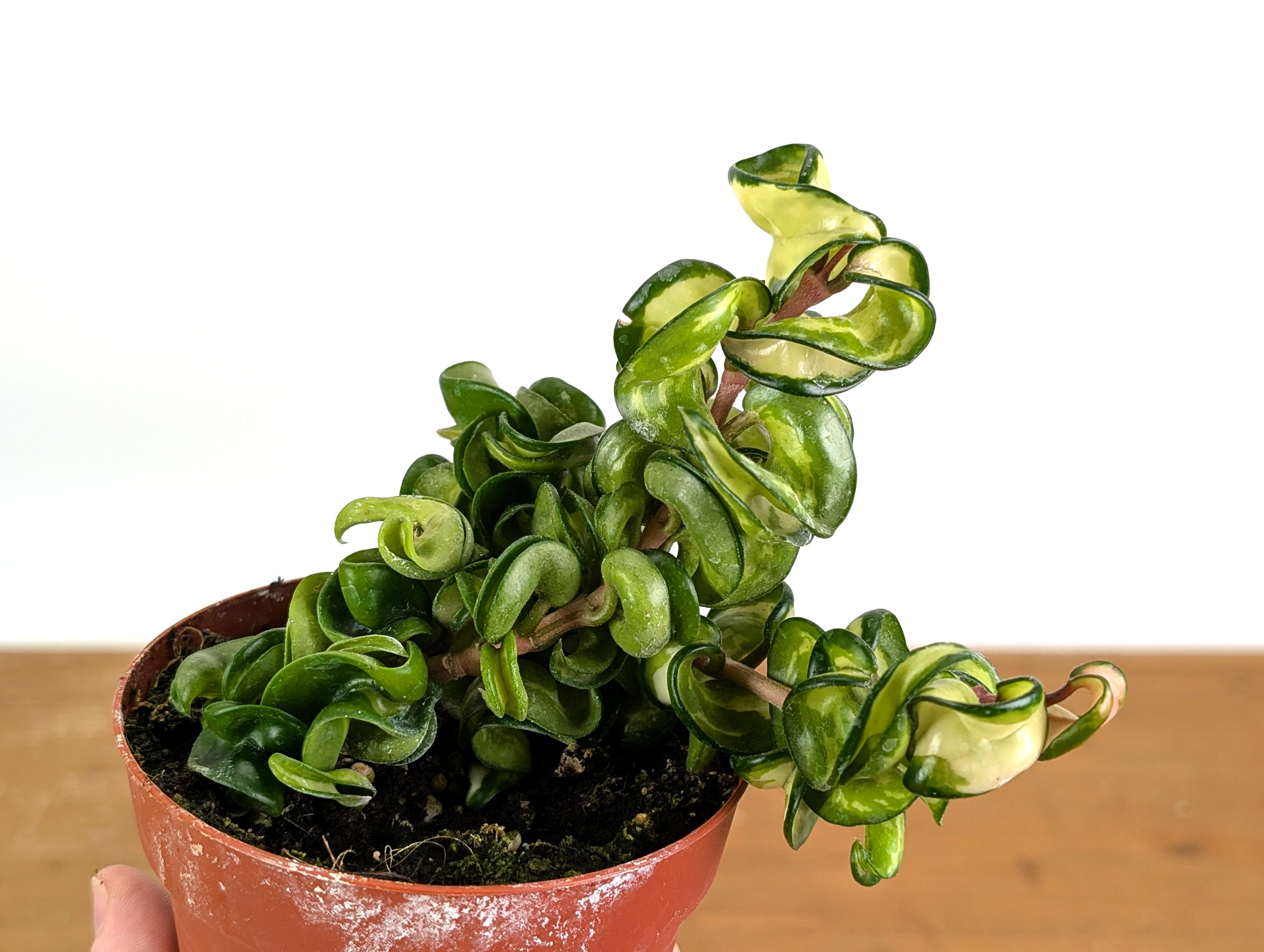 *Exact Plants* Hoya Mauna Loa Carnosa Compacta Inner Variegated