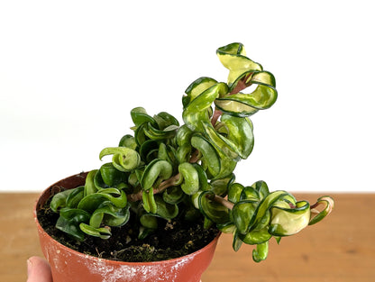 *Exact Plants* Hoya Mauna Loa Carnosa Compacta Inner Variegated