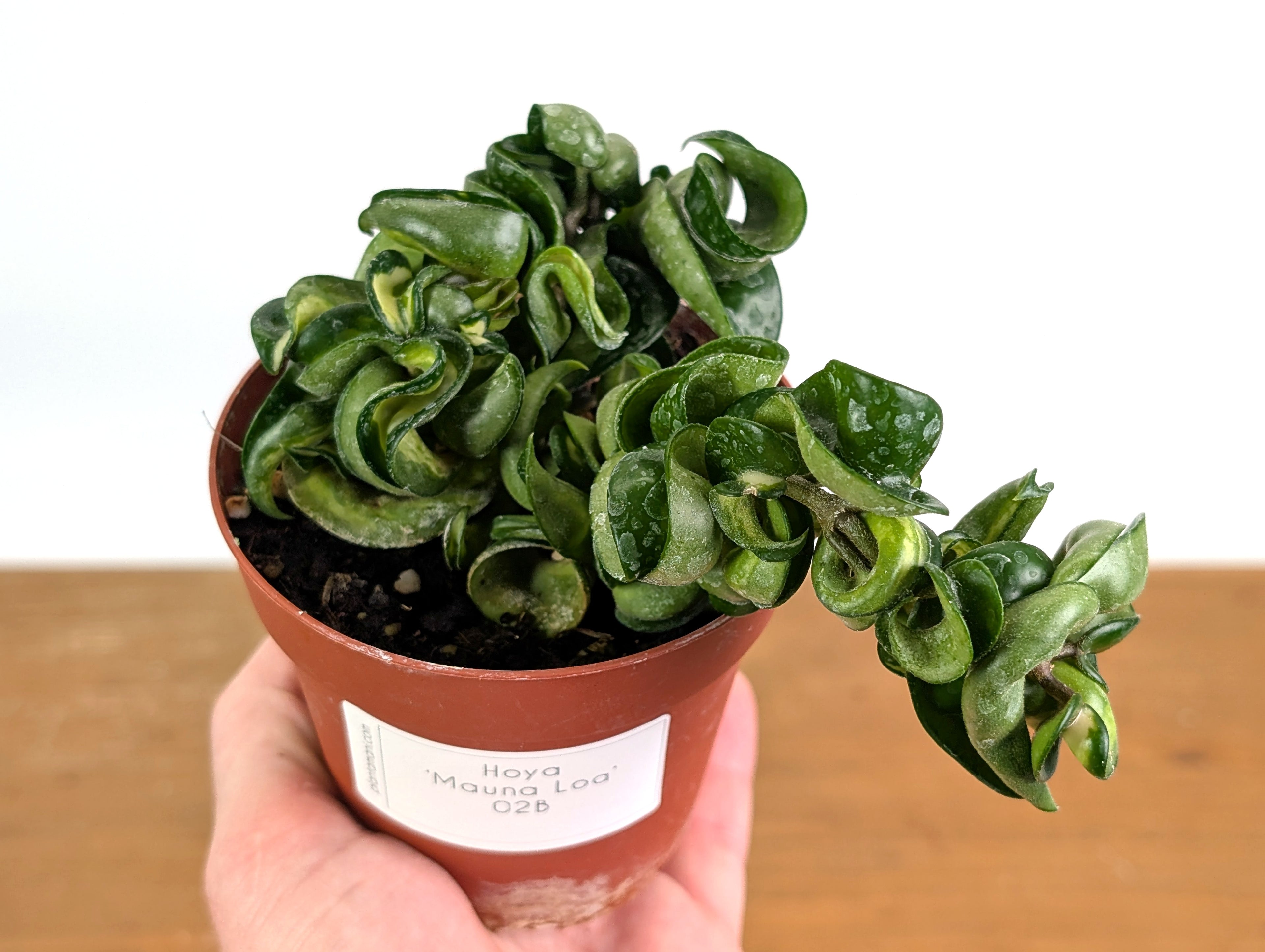 *Exact Plants* Hoya Mauna Loa Carnosa Compacta Inner Variegated