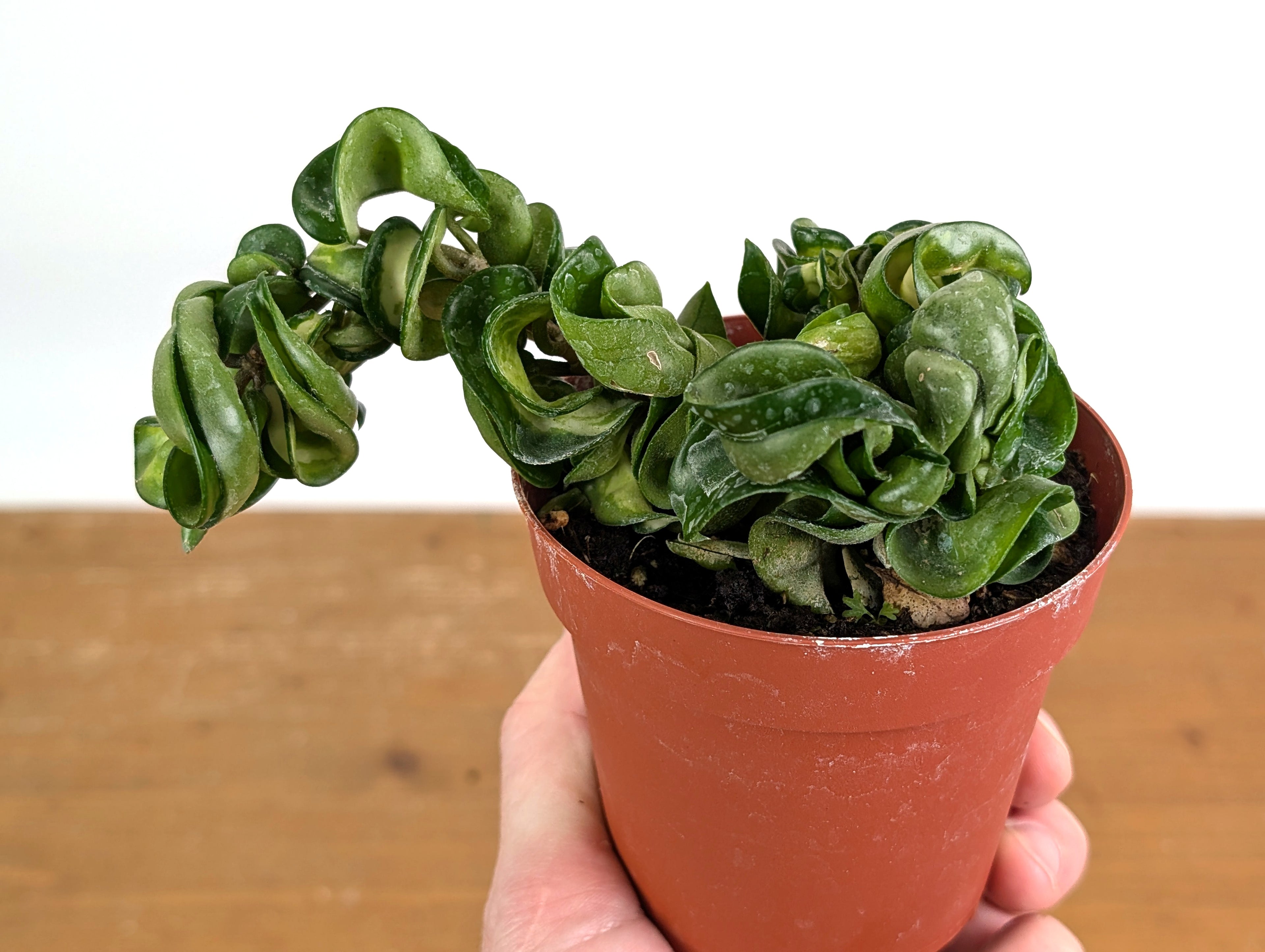 *Exact Plants* Hoya Mauna Loa Carnosa Compacta Inner Variegated