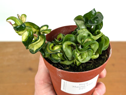 *Exact Plants* Hoya Mauna Loa Carnosa Compacta Inner Variegated
