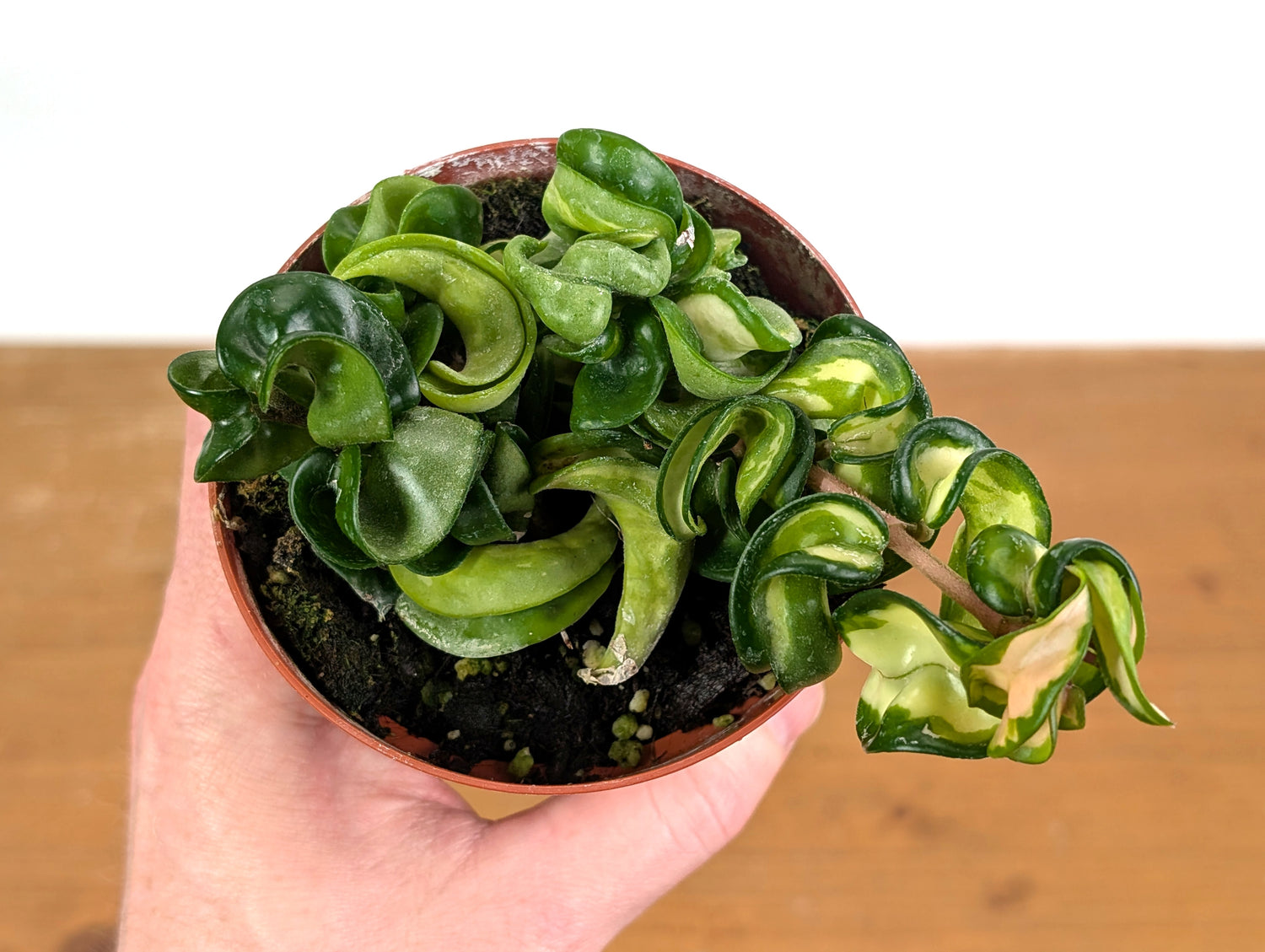 *Exact Plants* Hoya Mauna Loa Carnosa Compacta Inner Variegated