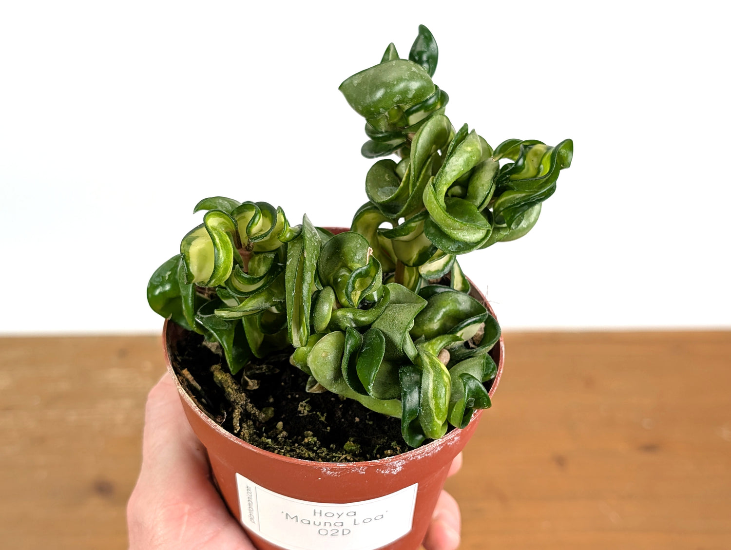 *Exact Plants* Hoya Mauna Loa Carnosa Compacta Inner Variegated