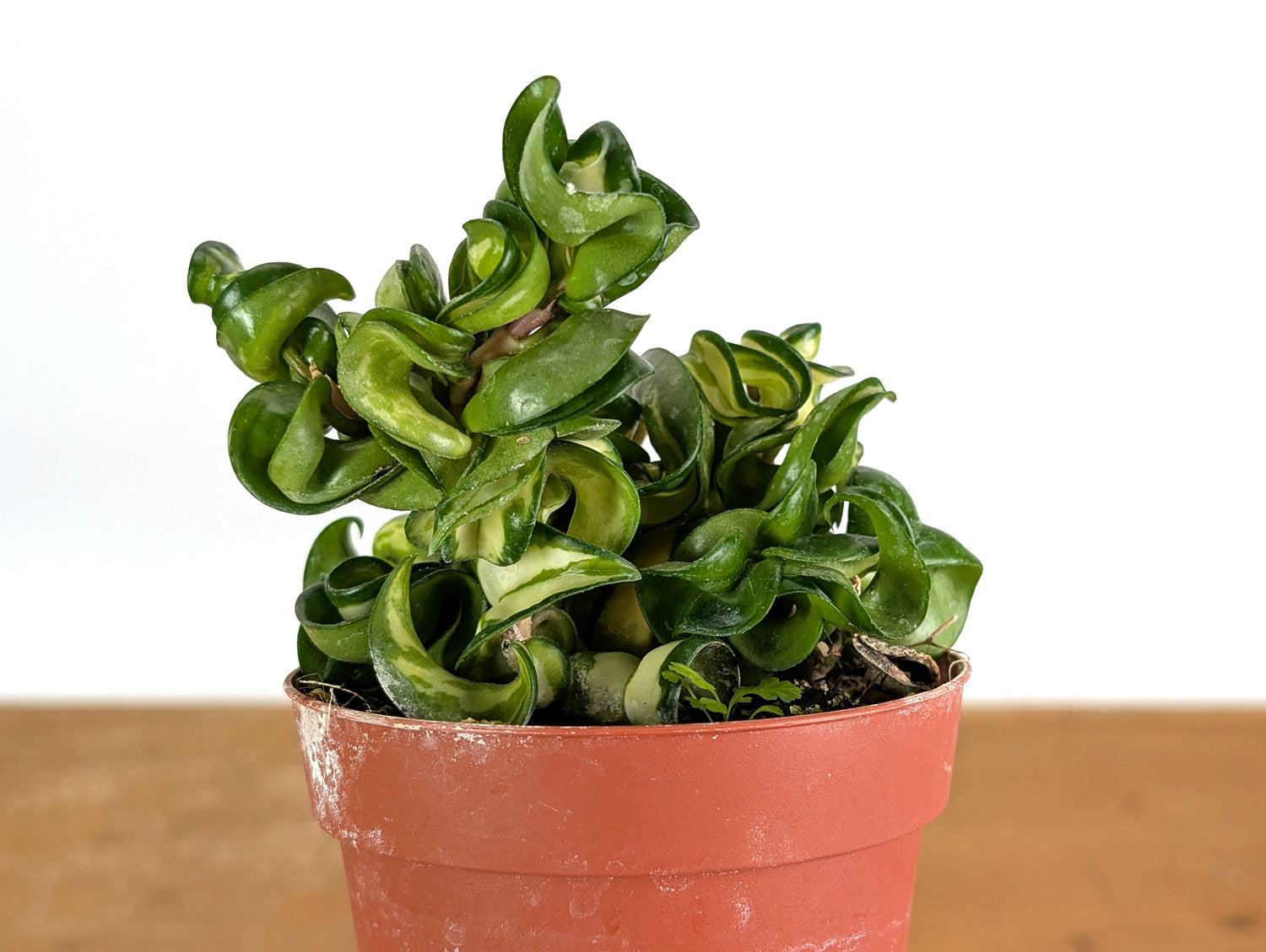 *Exact Plants* Hoya Mauna Loa Carnosa Compacta Inner Variegated