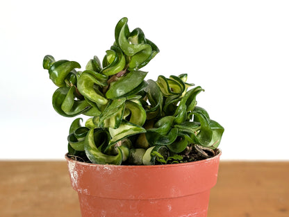 *Exact Plants* Hoya Mauna Loa Carnosa Compacta Inner Variegated