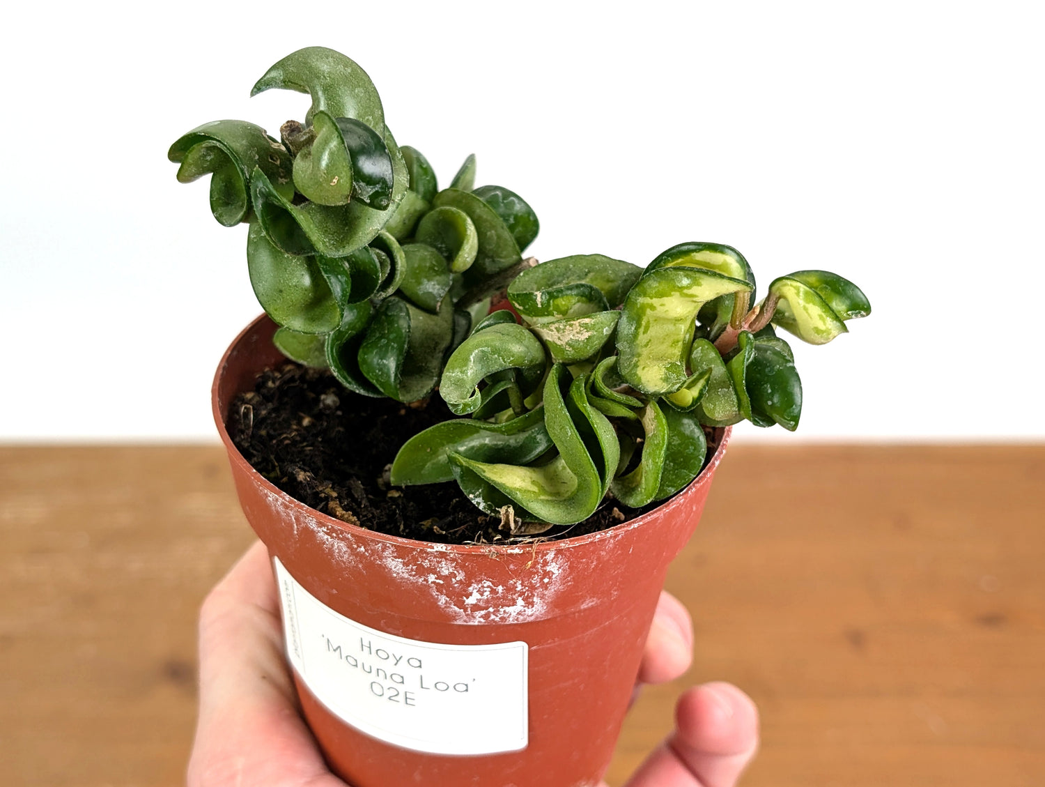 *Exact Plants* Hoya Mauna Loa Carnosa Compacta Inner Variegated