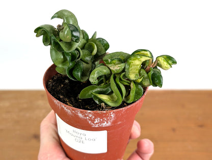 *Exact Plants* Hoya Mauna Loa Carnosa Compacta Inner Variegated