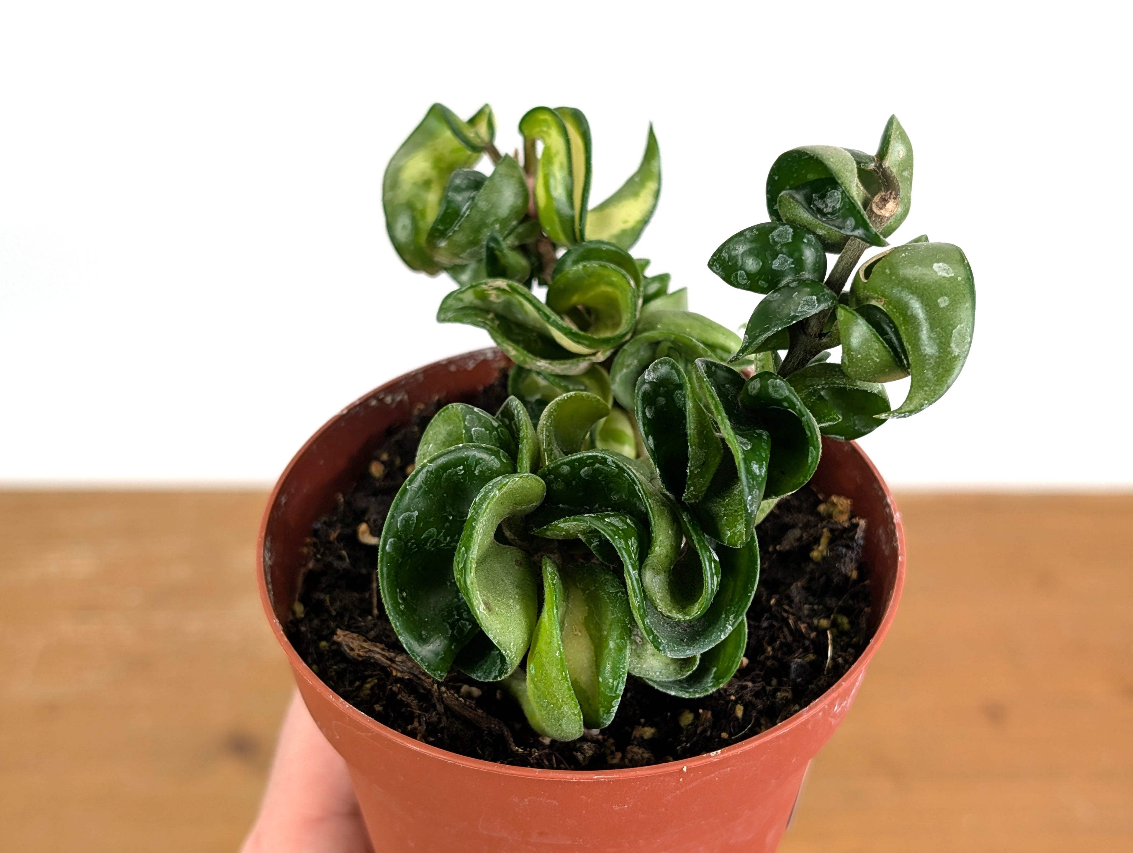 *Exact Plants* Hoya Mauna Loa Carnosa Compacta Inner Variegated