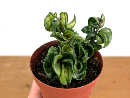 *Exact Plants* Hoya Mauna Loa Carnosa Compacta Inner Variegated