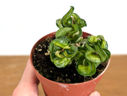 *Exact Plants* Hoya Mauna Loa Carnosa Compacta Inner Variegated