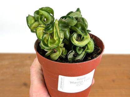 *Exact Plants* Hoya Mauna Loa Carnosa Compacta Inner Variegated