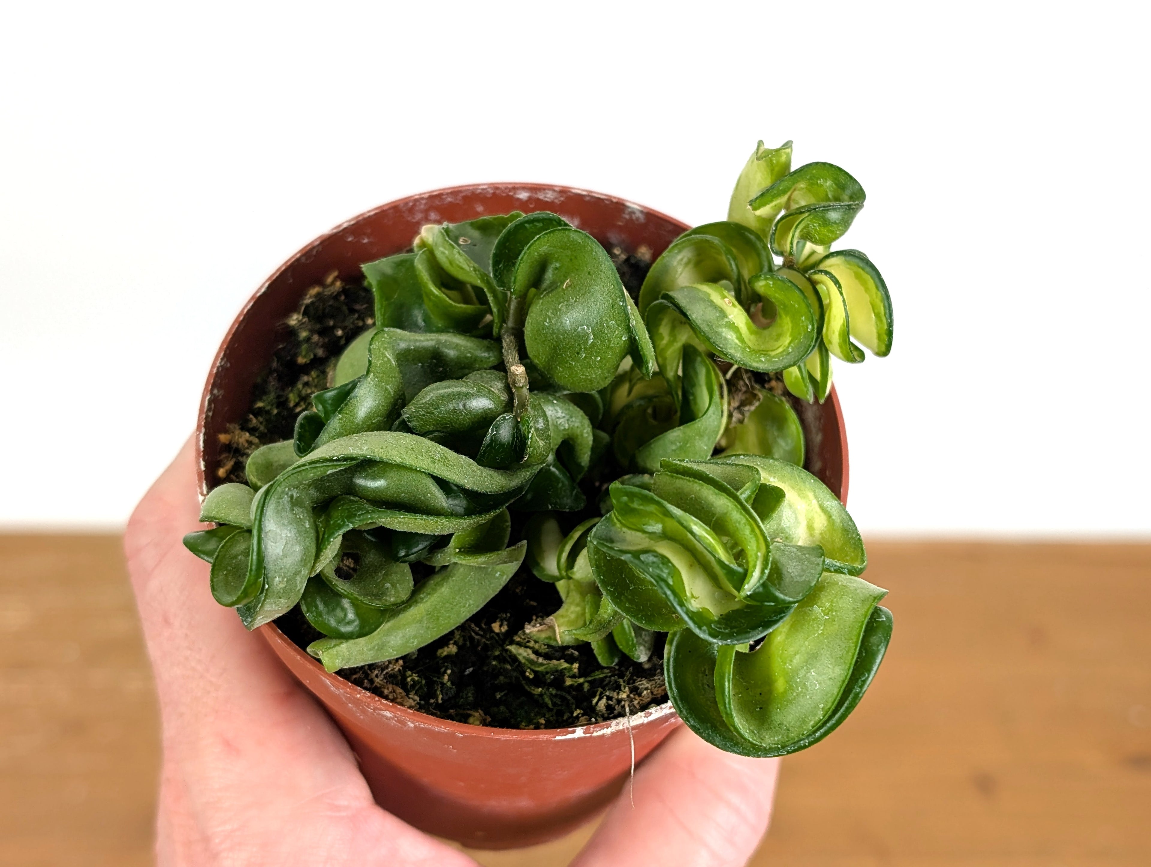 *Exact Plants* Hoya Mauna Loa Carnosa Compacta Inner Variegated