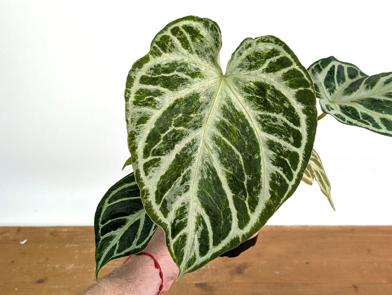 Anthurium Silver Blush Variegated Mint (Exact Plant #02A)