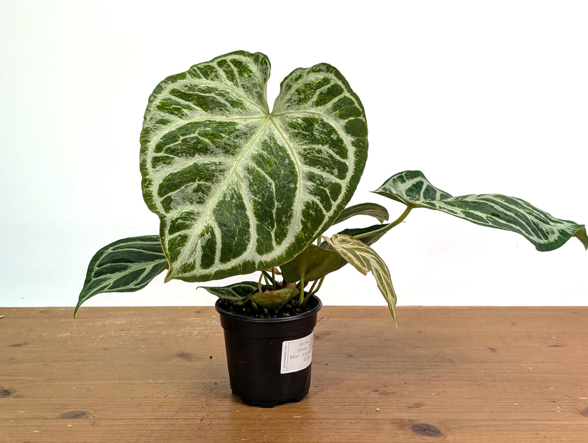 Anthurium Silver Blush Variegated Mint (Exact Plant #02A)