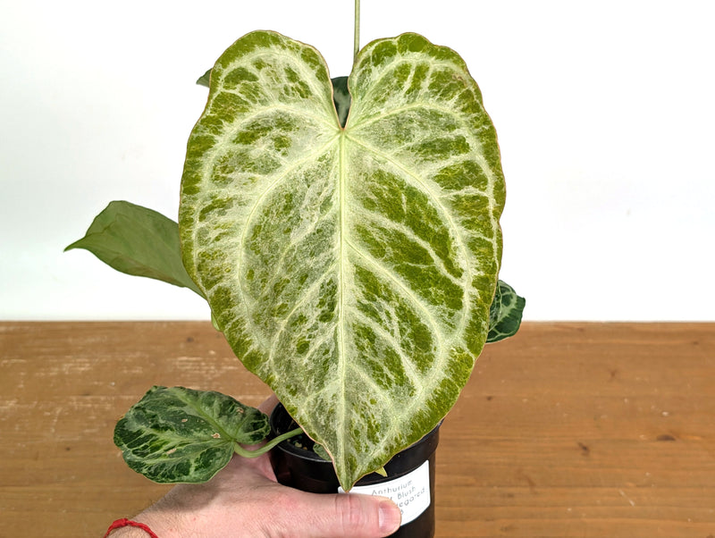 Anthurium Silver Blush Variegated Mint (Exact Plant #02B)