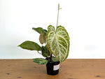 Anthurium Silver Blush Variegated Mint (Exact Plant #02B)