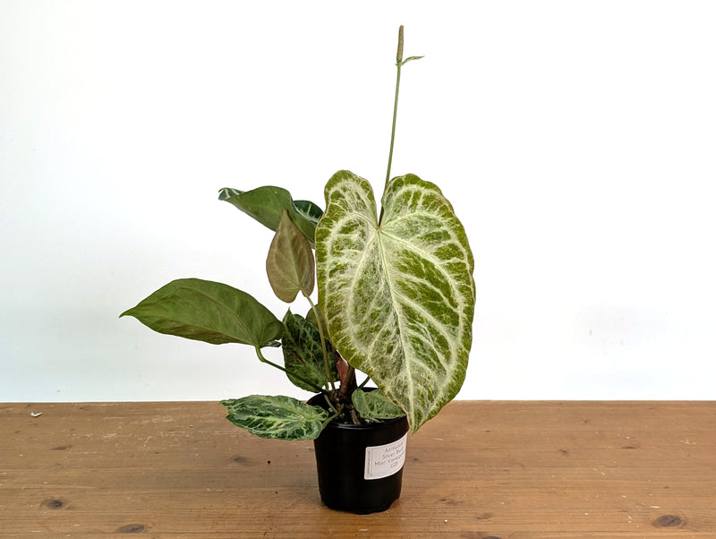 Anthurium Silver Blush Variegated Mint (Exact Plant #02B)