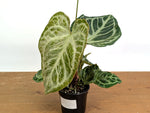 Anthurium Silver Blush Variegated Mint (Exact Plant #02B)