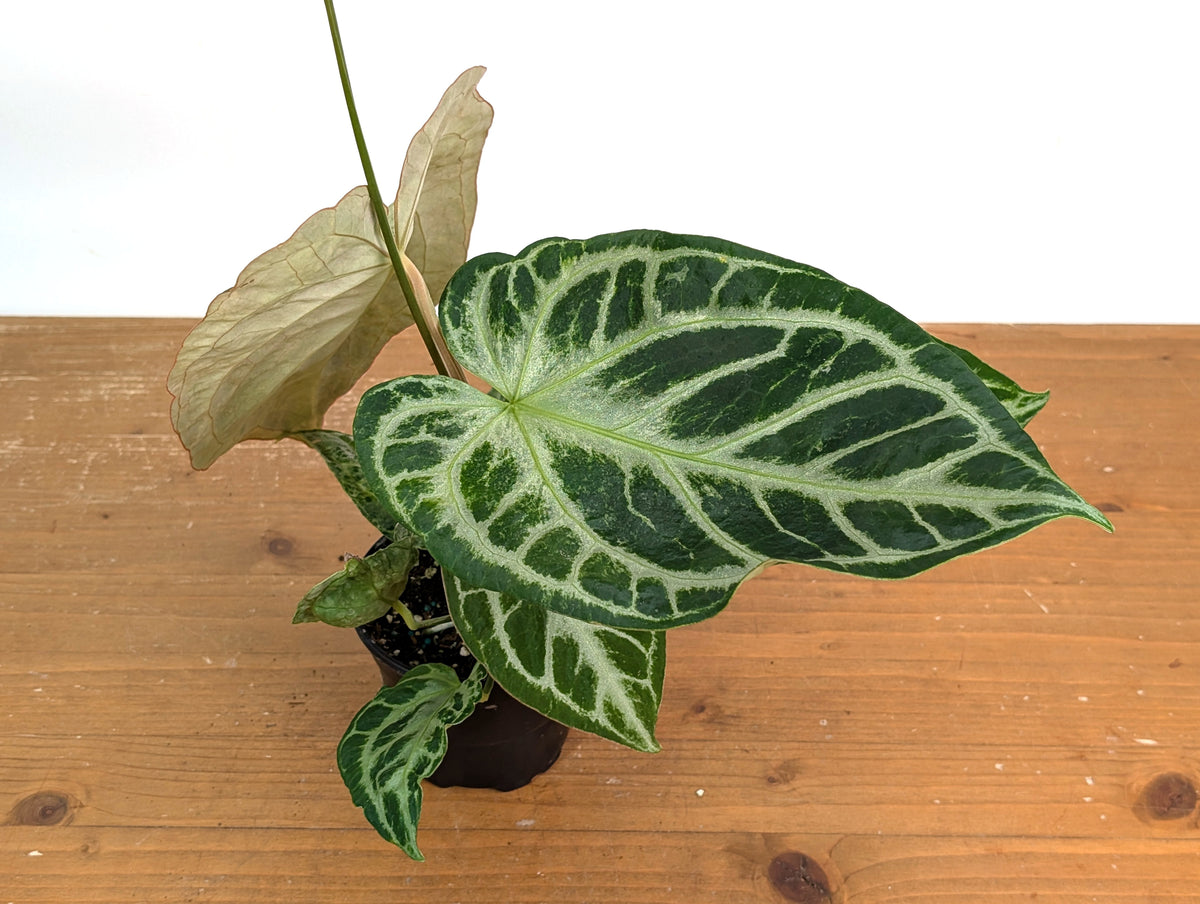 Anthurium Silver Blush Variegated Mint (Exact Plant #02B)