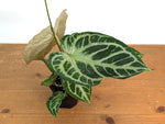 Anthurium Silver Blush Variegated Mint (Exact Plant #02B)