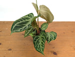 Anthurium Silver Blush Variegated Mint (Exact Plant #02B)