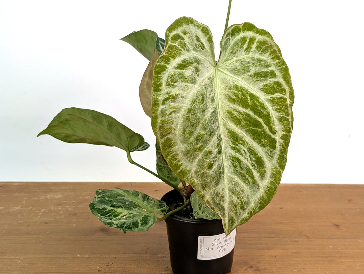 Anthurium Silver Blush Variegated Mint (Exact Plant #02B)