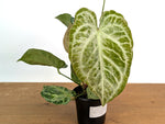 Anthurium Silver Blush Variegated Mint (Exact Plant #02B)