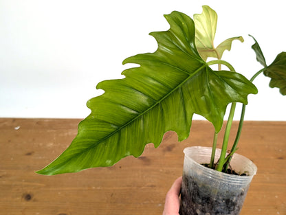 Philodendron Angel Eyes (Patriciae x Tortum)