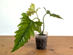 Philodendron Angel Eyes