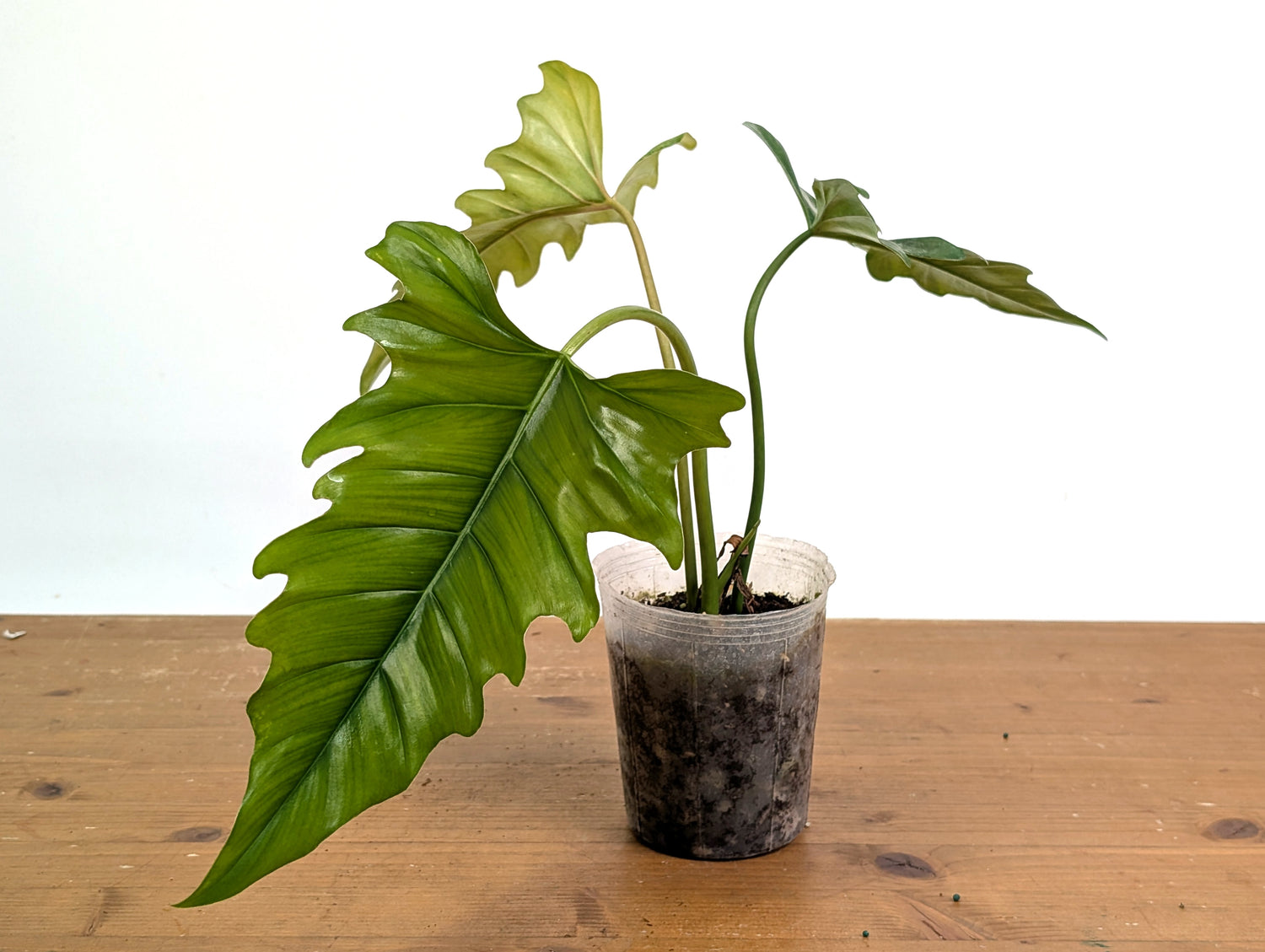 Philodendron Angel Eyes (Patriciae x Tortum)