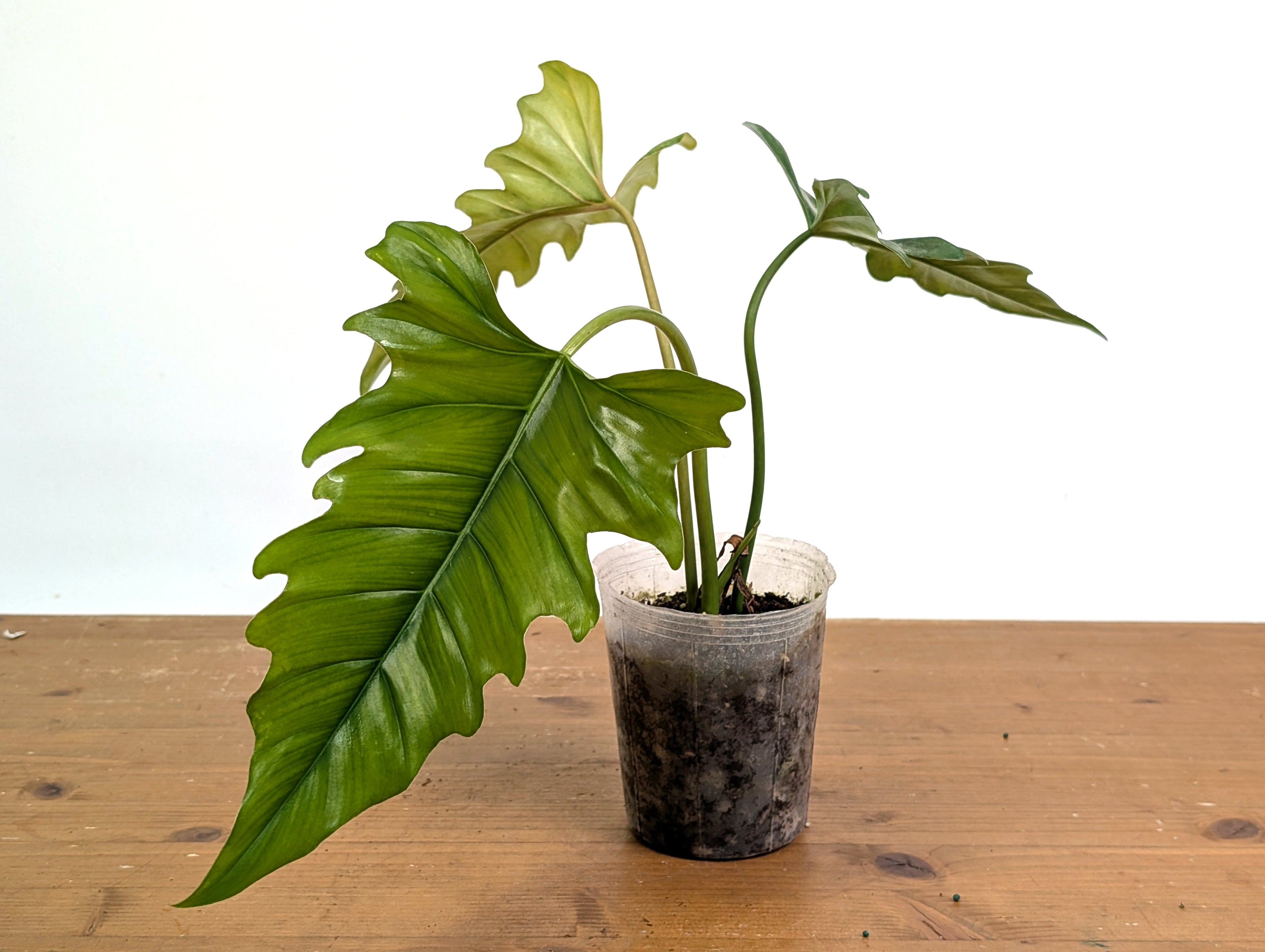 Philodendron Angel Eyes (Patriciae x Tortum)