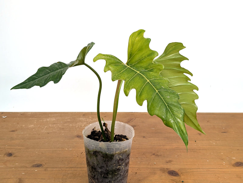 Philodendron Angel Eyes (Patriciae x Tortum)