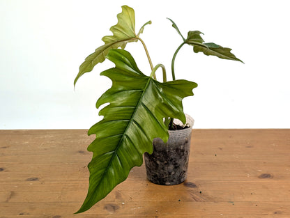 Philodendron Angel Eyes (Patriciae x Tortum)