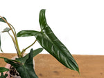 Philodendron Paloraense cf x Pinnatilobum
