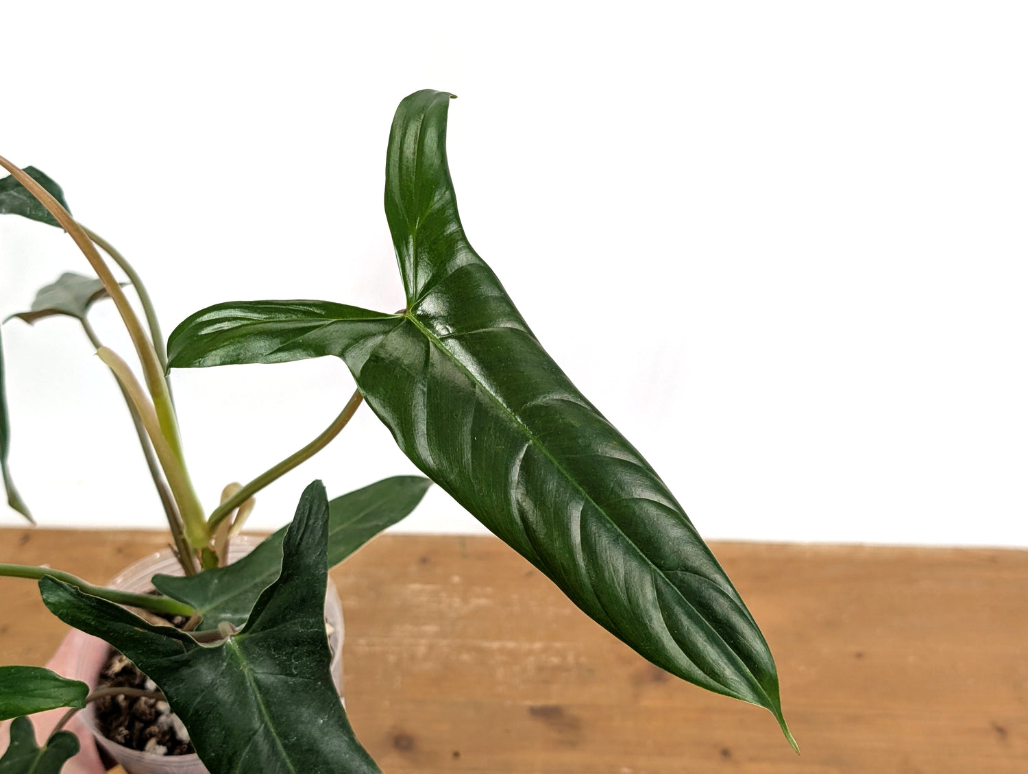 Philodendron Paloraense