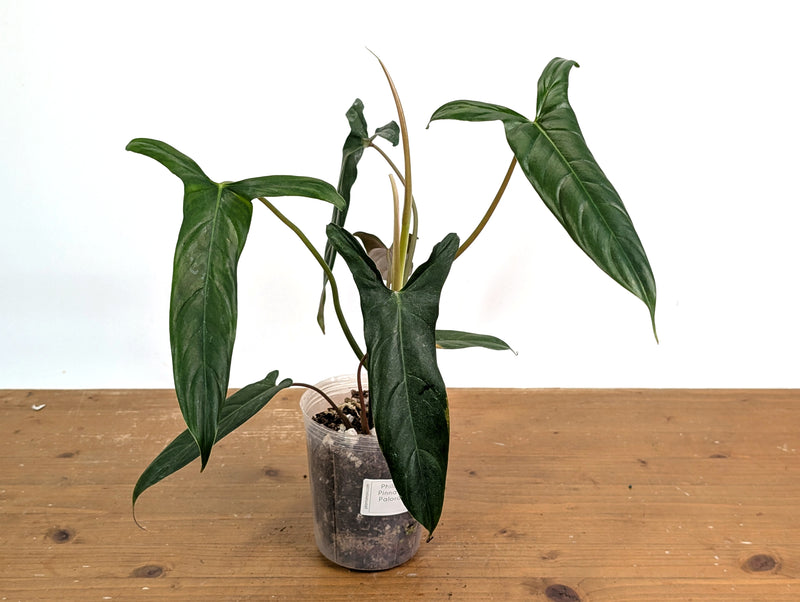 Philodendron Paloraense cf x Pinnatilobum