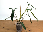 Philodendron Paloraense cf x Pinnatilobum