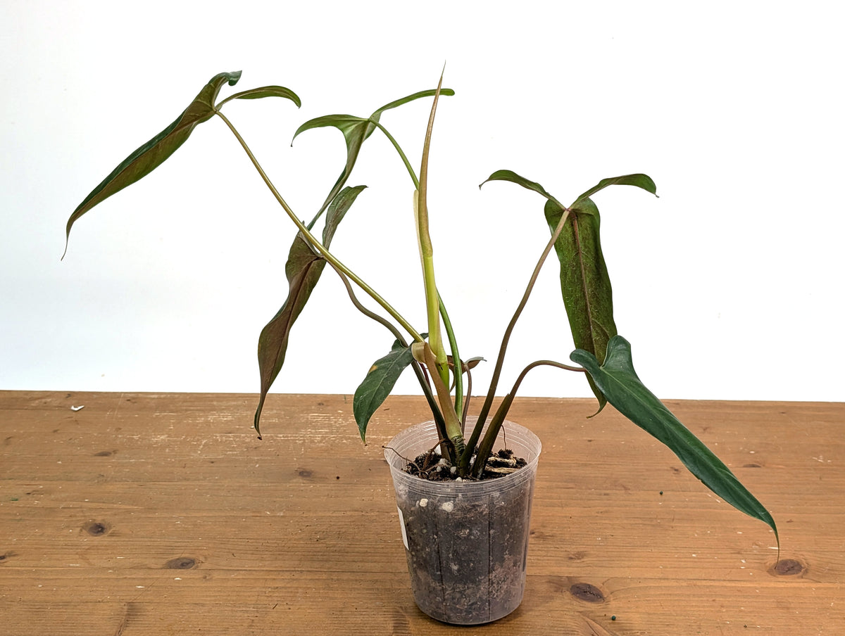 Philodendron Paloraense cf x Pinnatilobum